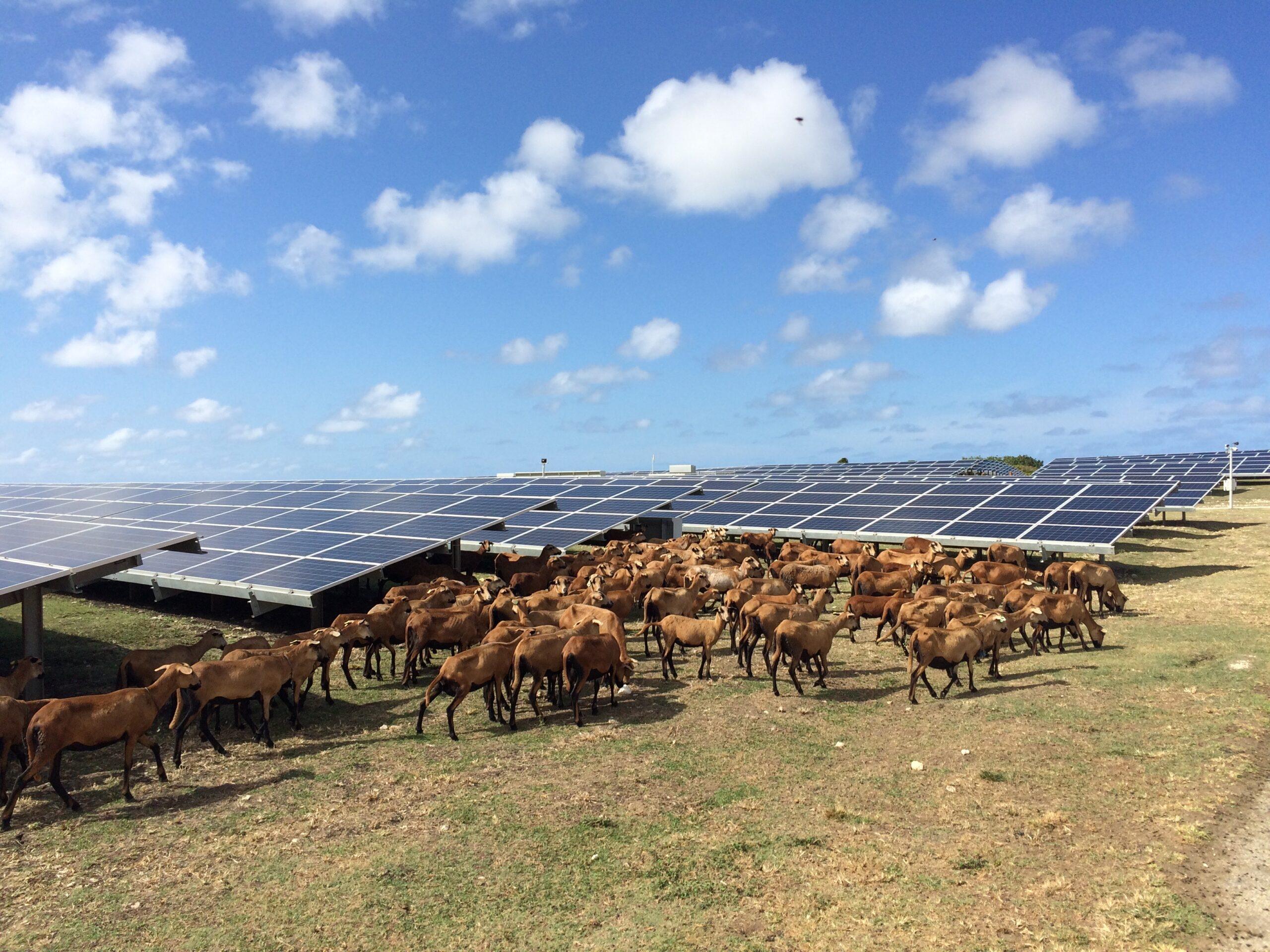 10MW solar PV farm, Barbados (with vegetation management team)